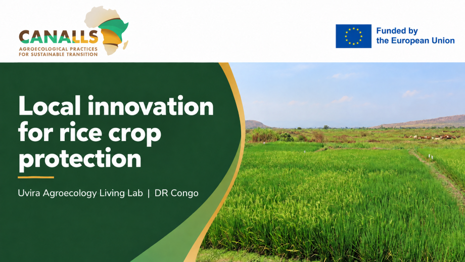 Exploring locally produced biopesticides for rice protection in the Uvira Living Lab
